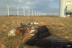 Another_Red_Kite_agonizing_at_Navarre_Windfarm_Feb_14_2010