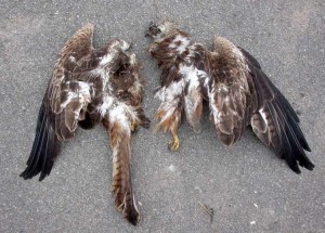 red kite cut in half - photo by Kenneth Bengtsson - from study by prof. Ahlen